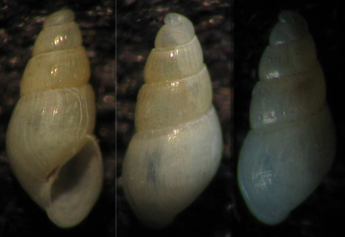 Ancora Odostomia 1